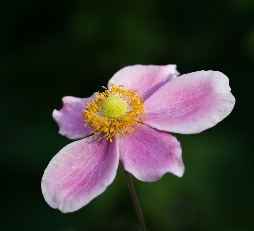 Rosa Blutenblatter Foto Bild Pflanzen Pilze Flechten Bluten Kleinpflanzen Natur Bilder Auf Fotocommunity
