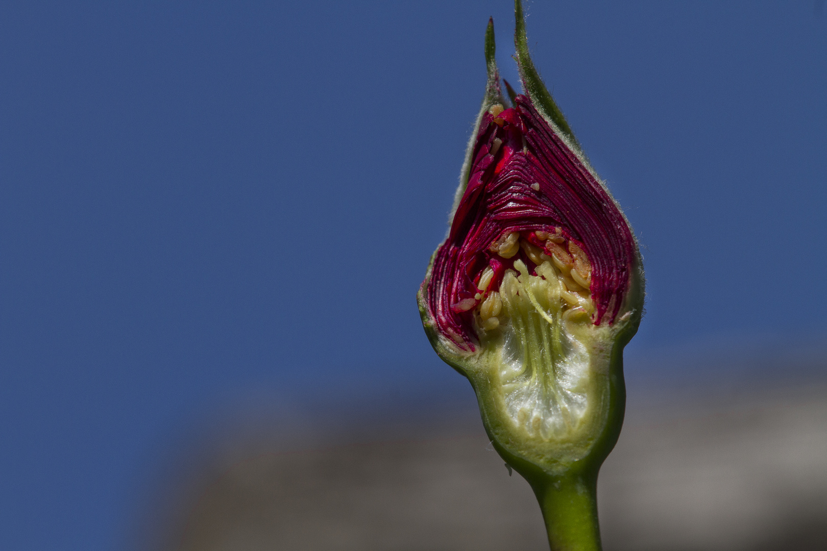 Rosa Blütenknospe längs