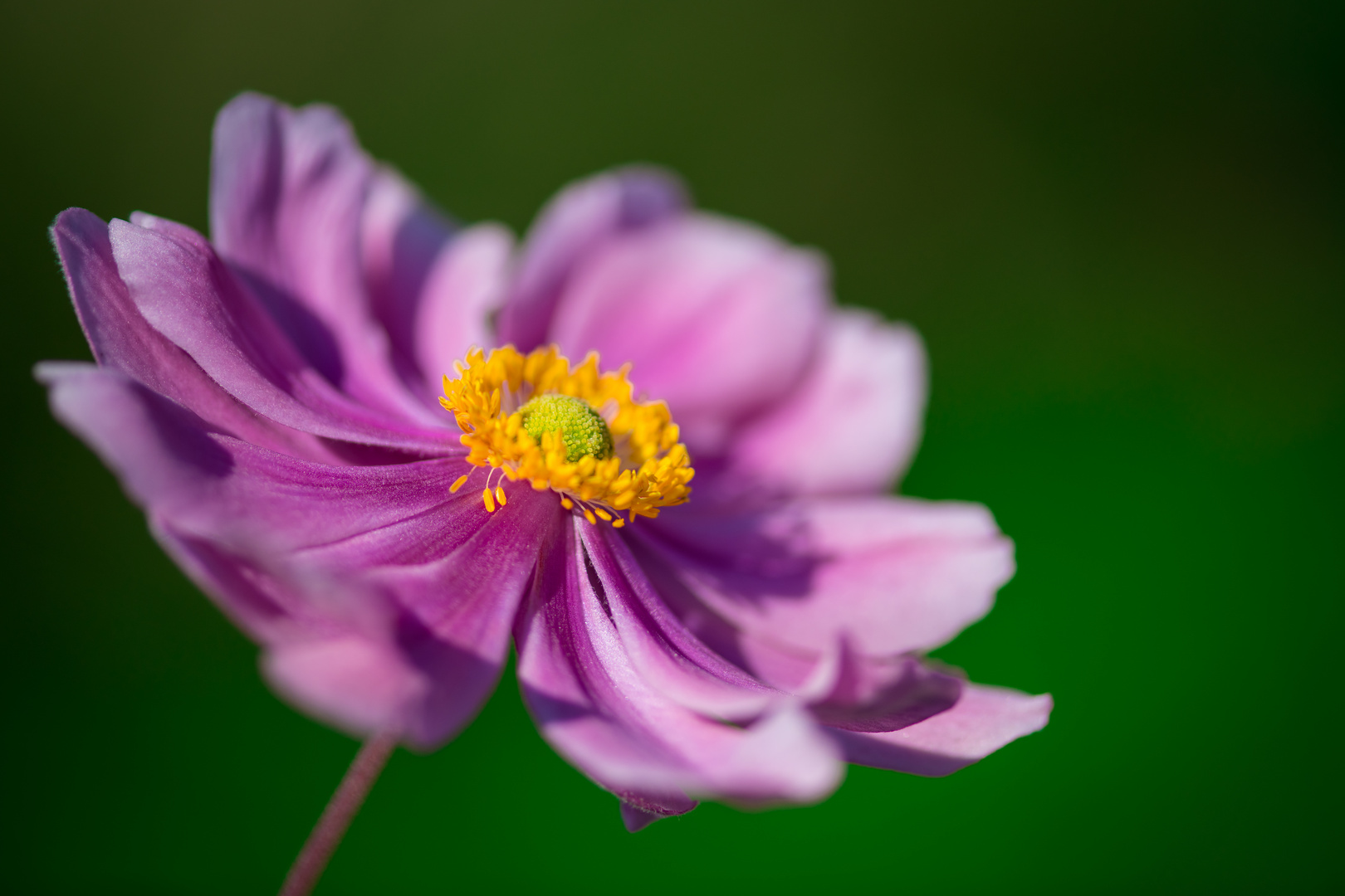 Rosa Blütenpracht