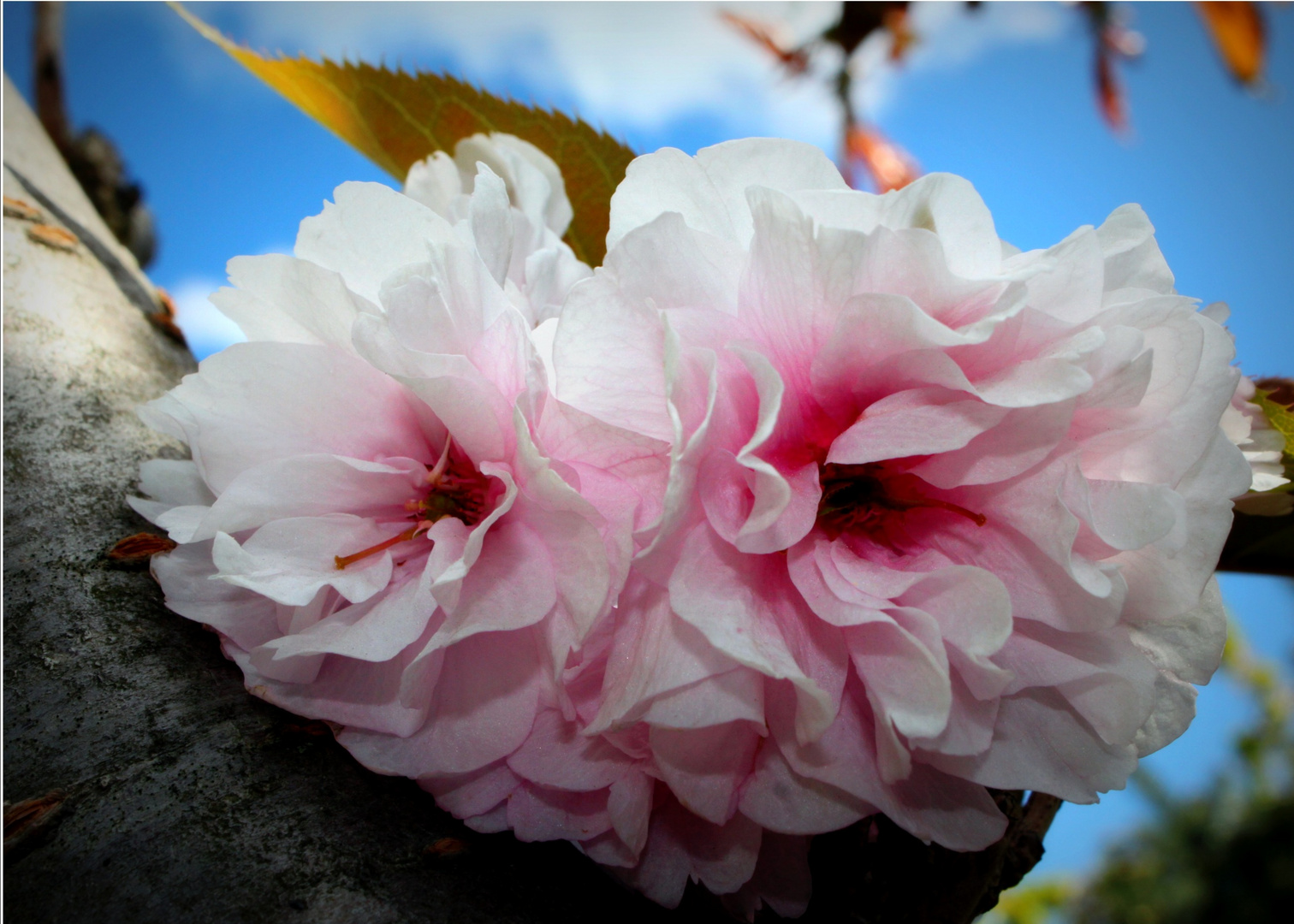 Rosa Blütenpracht