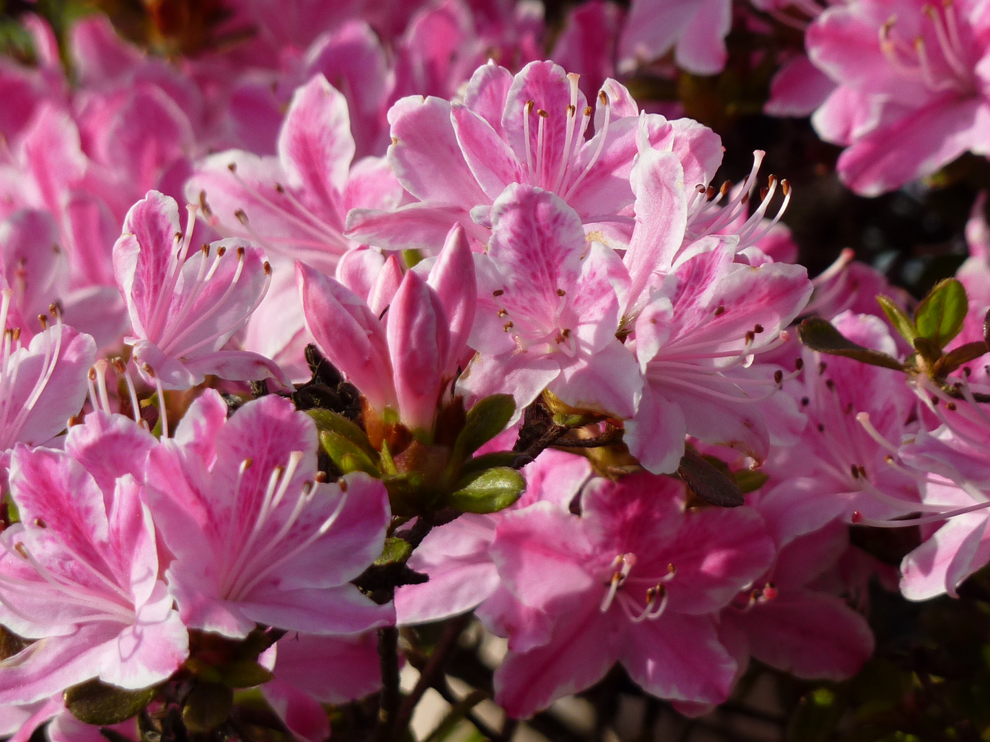 rosa Blütenpracht