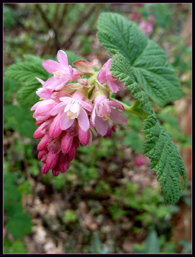 rosa Blütentraube