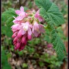 rosa Blütentraube