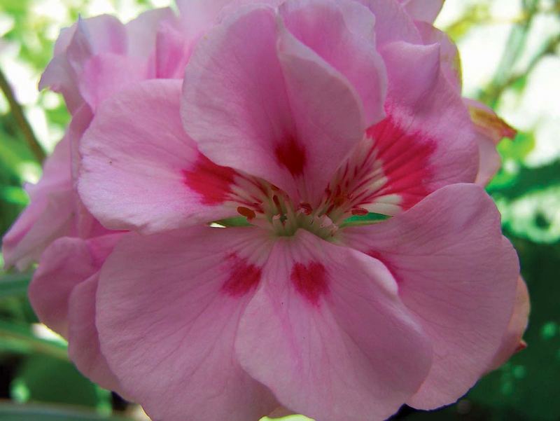 Rosa Blütentraum