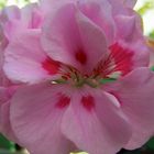Rosa Blütentraum
