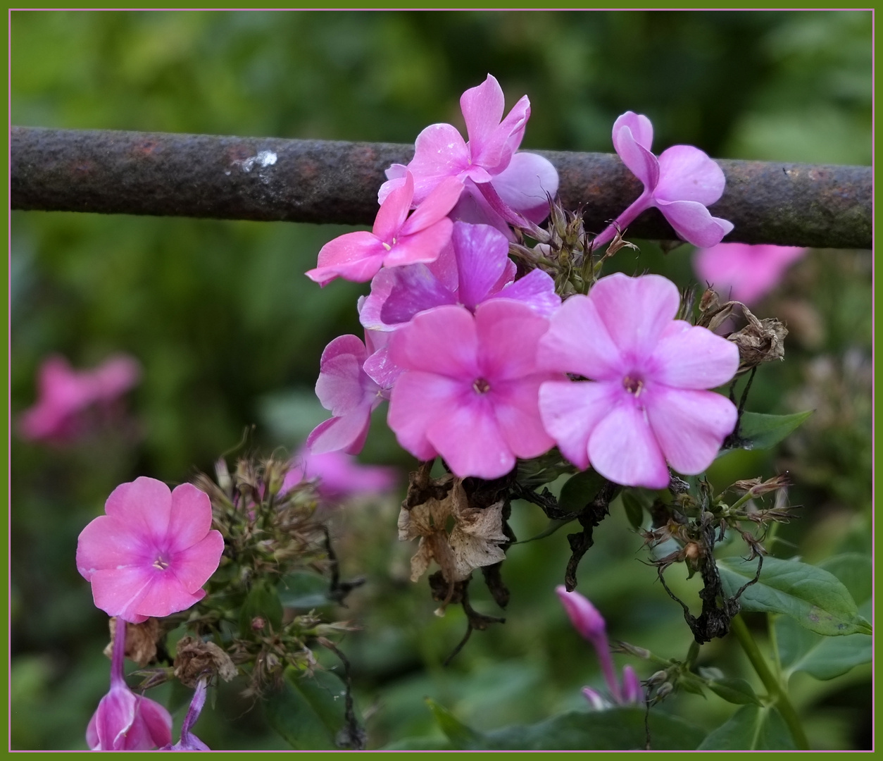 rosa Blütentraum