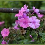 rosa Blütentraum