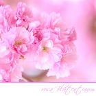 rosa Blütentraum