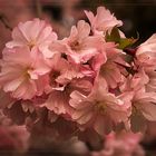 Rosa Blütentraum... ~ Sakura - Kirschblüte ~