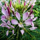 Rosa Blütenzauber in der Gruga Essen