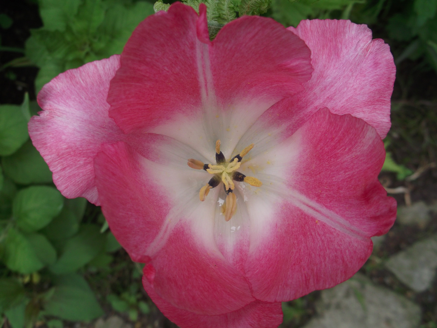 Rosa Blume Schlosspark Herten