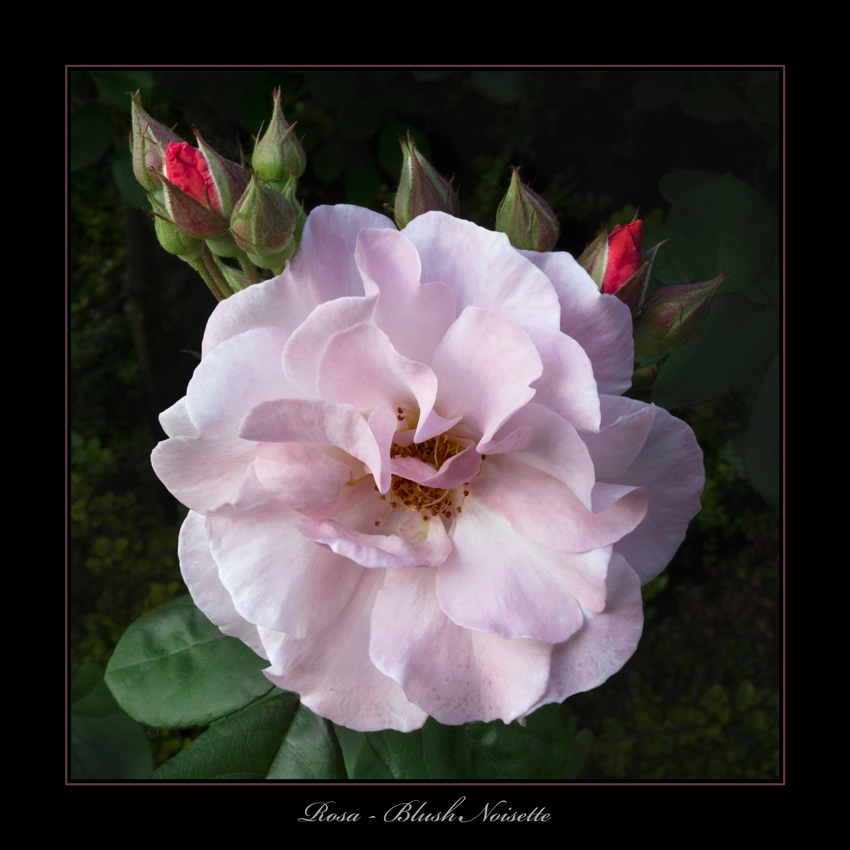 Rosa - Blush Noisette