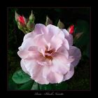 Rosa - Blush Noisette