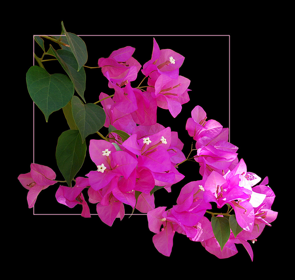 Rosa Bougainvillea