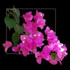 Rosa Bougainvillea