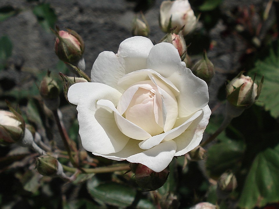 Rosa branca