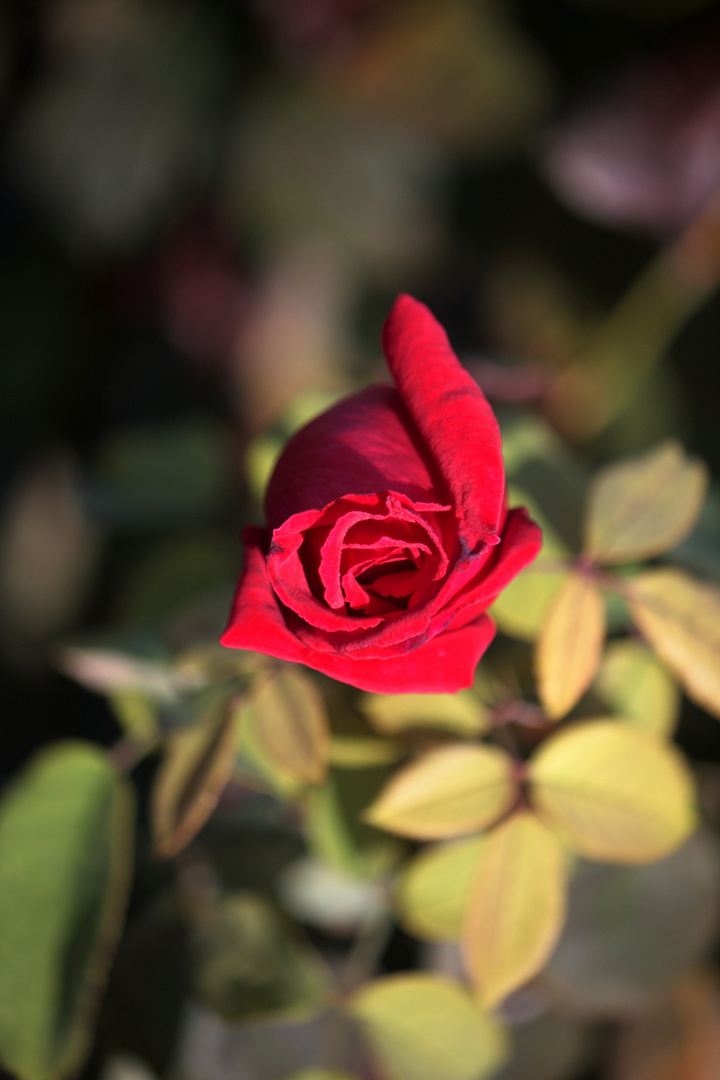 rosa burdeos. capullo