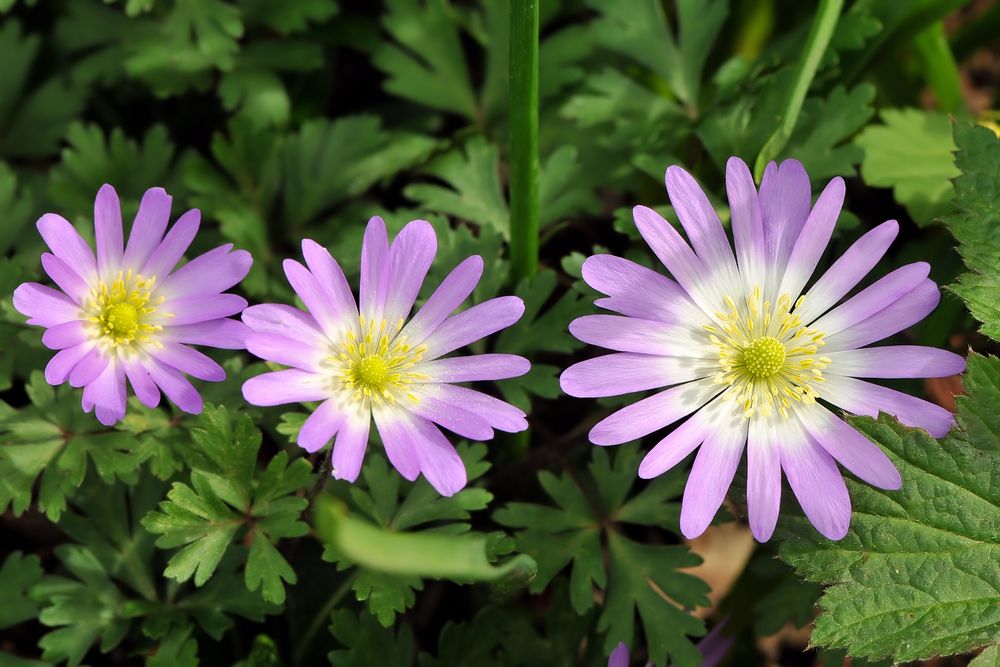 Rosa Buschwindröschen (Anemone nemorosa)