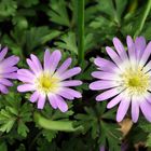 Rosa Buschwindröschen (Anemone nemorosa)