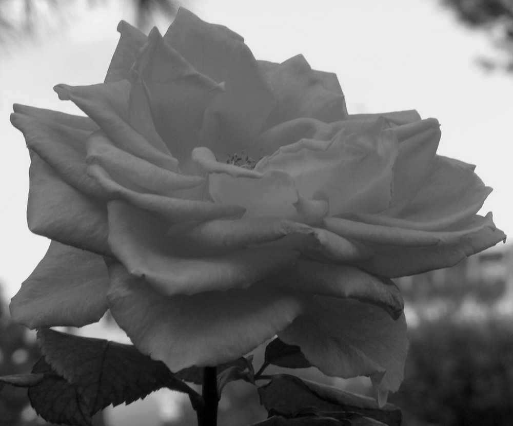 rosa bw