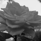 rosa bw