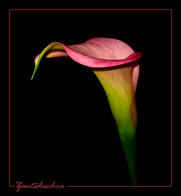 Rosa Calla