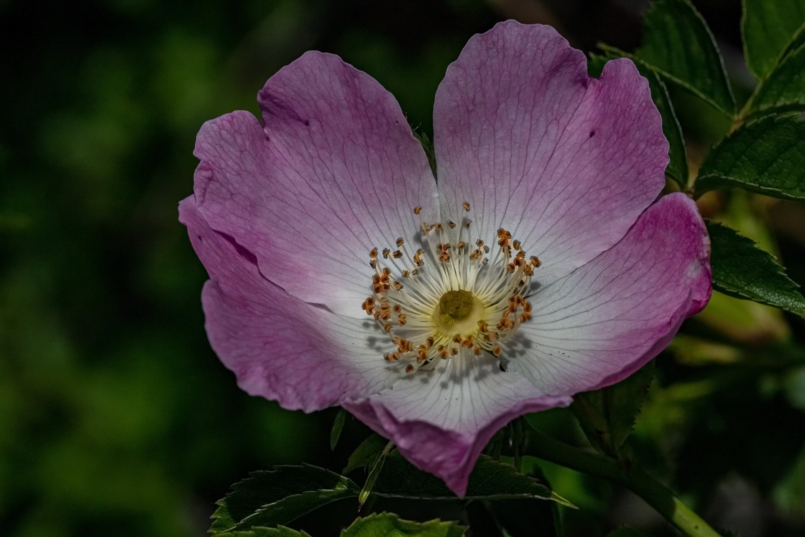 Rosa canina