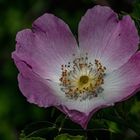 Rosa canina