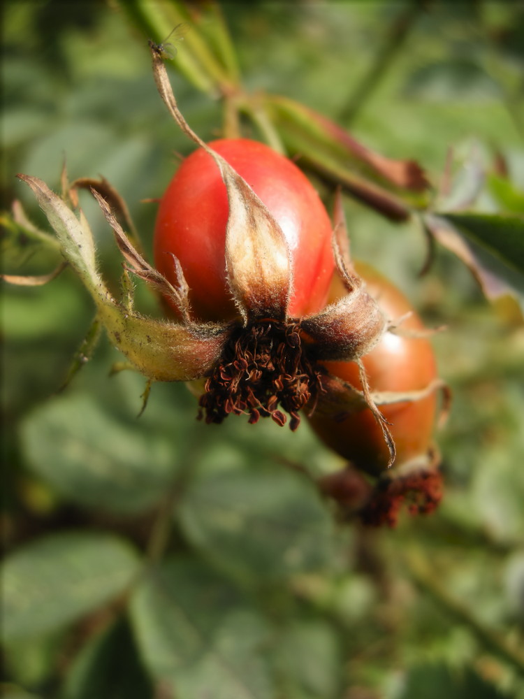 Rosa canina