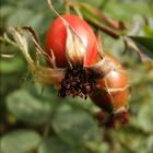 Rosa canina