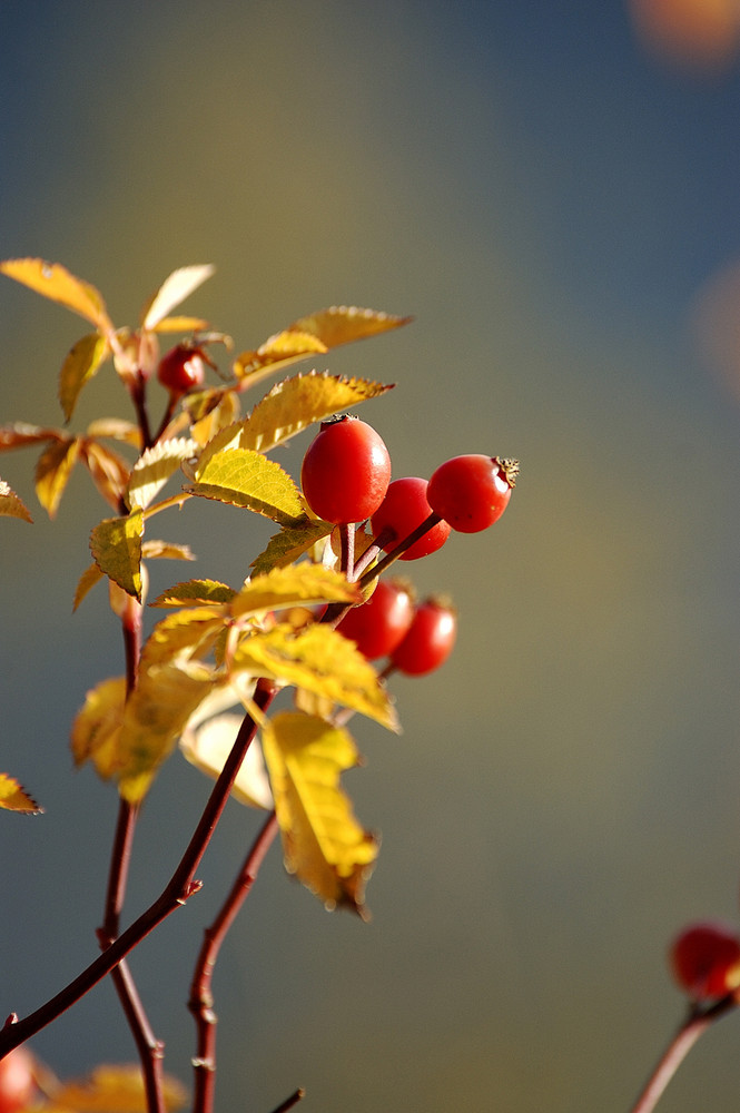 rosa canina