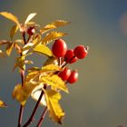 rosa canina