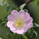 Rosa Canina