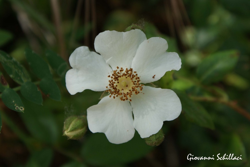 "Rosa Canina"