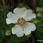 "Rosa Canina"