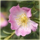 Rosa canina