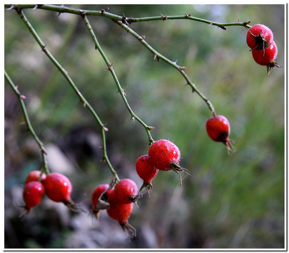 Rosa Canina.