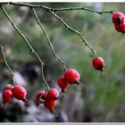 Rosa Canina.