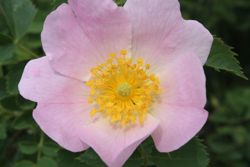 Rosa canina