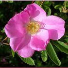 Rosa canina