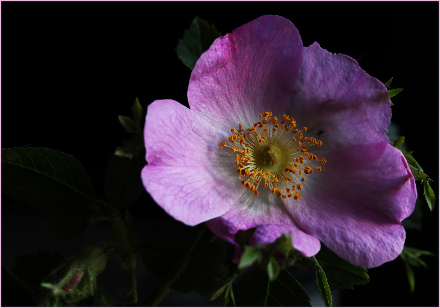 Rosa canina