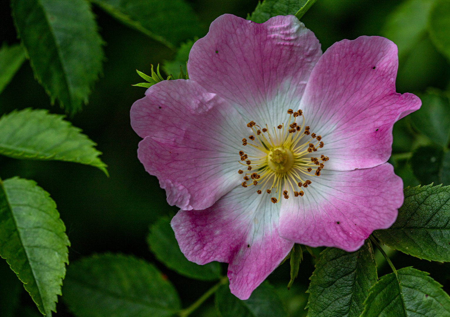 Rosa canina