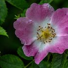 Rosa canina