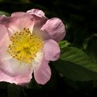 Rosa canina