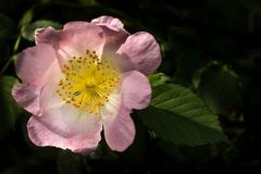 Rosa canina