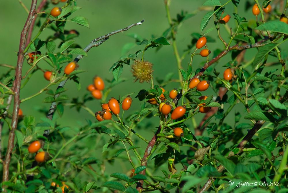 Rosa canina