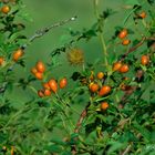 Rosa canina