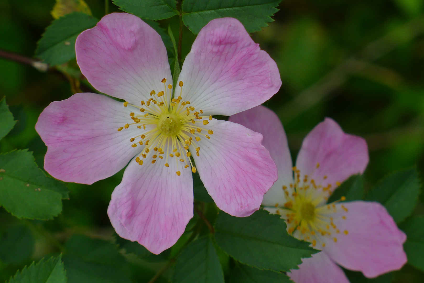 Rosa Canina ...