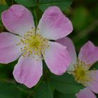 Rosa Canina ...