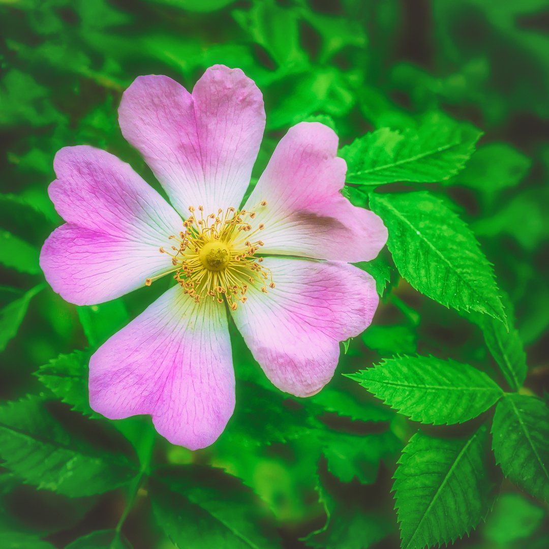 Rosa canina ???